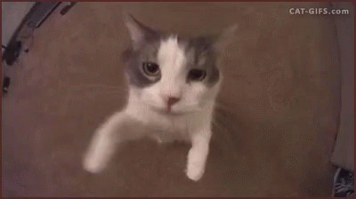 Cute cat asking for a hug